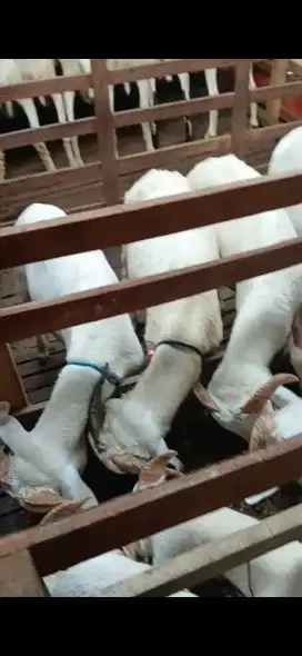 Domba Qurban dan Aqiqah