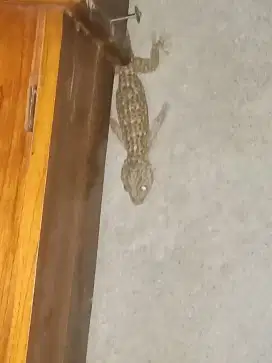 Tokkek rumahan di jamin sehat