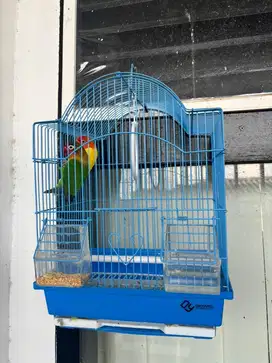 Lovebird betina ditinggal kabur