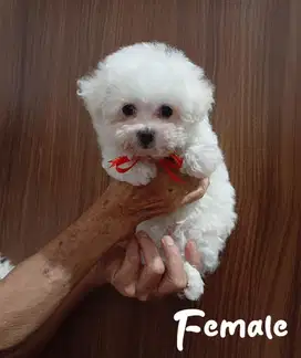 Anakan bichon frise