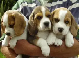 DIJUAL ANAK ANJING BEAGLE