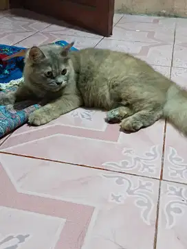 Dijual kucing mix