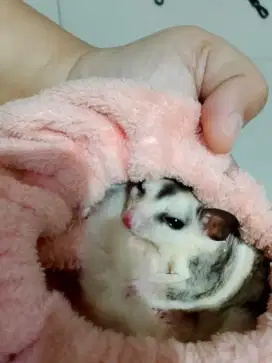 Sugar Glider Joey Mozaik Betina