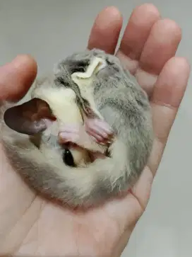Sugar Glider Joey Wf Betina