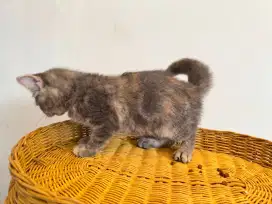 Kitten BSH Betina  Lafadz Allah