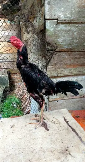 Ayam jantan  pama iq