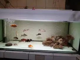 Jual Aquarium + Ikan + semua media filter