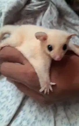 Penitipan Sugar Glider