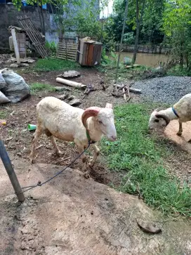 Domba Hewan qurban aqiqah syukuran dll