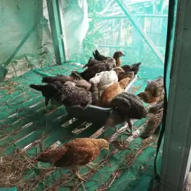Jual ayam kampung kub 2 janaka + ayam kub 1 umur 2 bulan