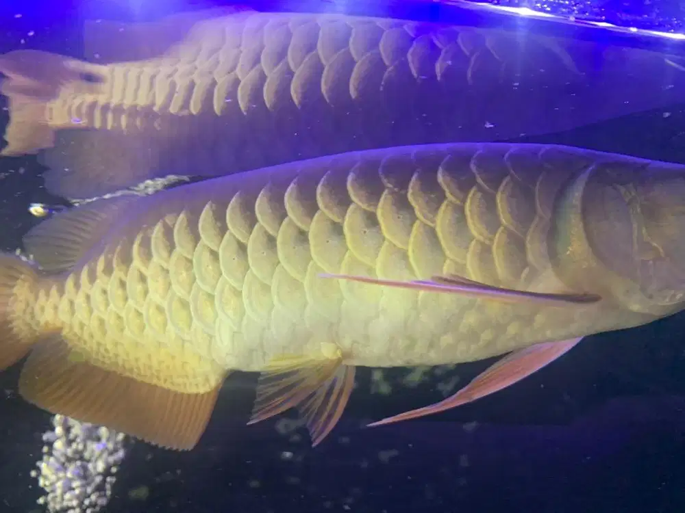 Arwana Golden Bluebase mantap murah jual BU