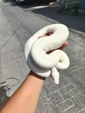 Ballipiton white