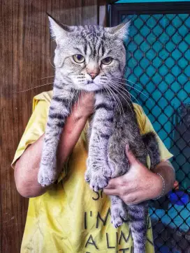 Kucing BSH Jantan Golden Tabby 1 thn