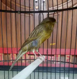 Kenari F2ys bigsize dan burung lain