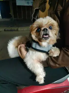 Shihtzu Pure Mini Jantan
