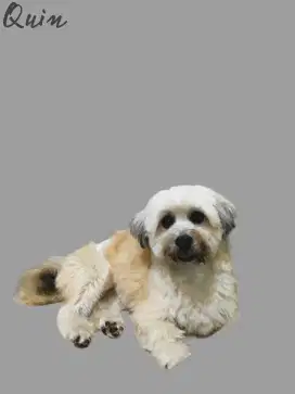 Maltese Betina Pure