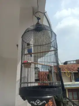 Sangkar Lovebird