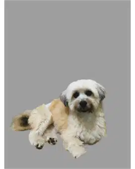 Maltese Betina Pure