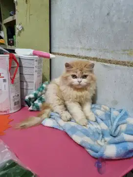 Kucing Persia Flatnose Lucu Peaknose