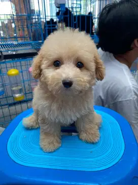Tiny Poodle kaki Pendek