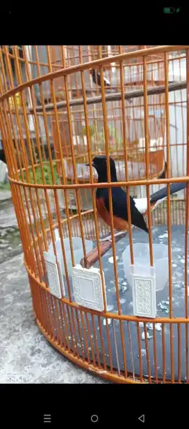 Murai Batu muda gaya  mewah