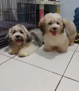 Shihtzu mix Poodle