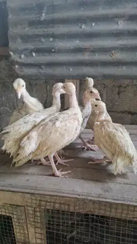 Ayam Hias KALKUN