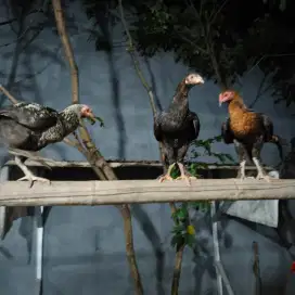 Jual Anakan Bangkok X Brahma