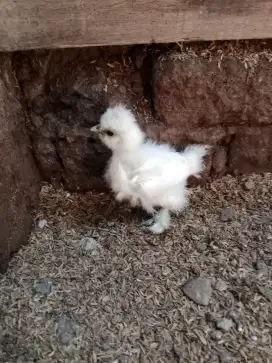 Anak ayam American silky umur 3minggu