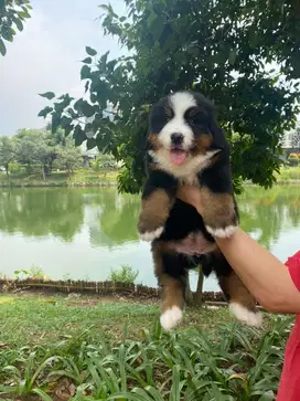 BerneseMountain