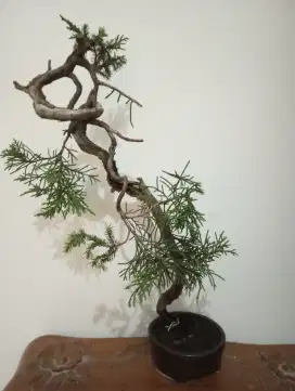 Di jual bonsai cemara gaya bunjin, pohon tua.