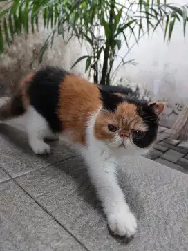 Kitten Betina Exotic Peaknose short hair, Calico bulu lebat