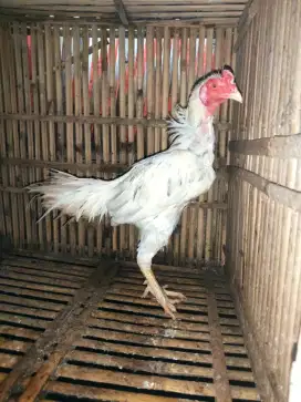 ayam jago bangkok birma