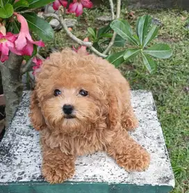 Red Tiny Poodle Stambum