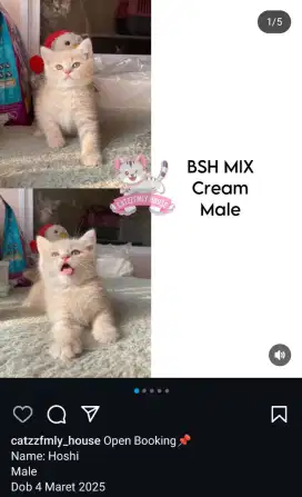 Kucing BSH Mix Cream