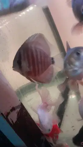 Ikan discus sun merah 1 ekor