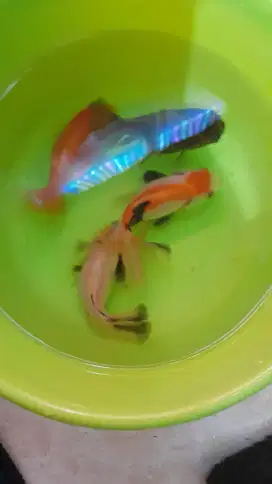 Ikan koki 4 ekor