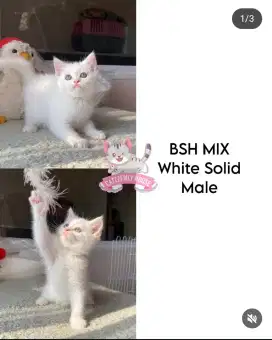 Kucing BSH Mix White Solid