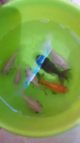 Ikan koki 7 ekor