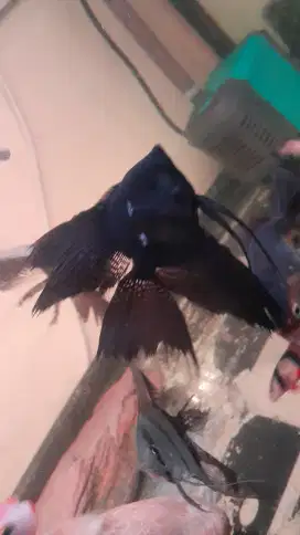 Manfish black slayer 2 ekor.