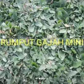 Rumput taman dan tanah hitam humus