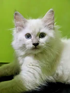Kucing Persia Himalayan Betina
