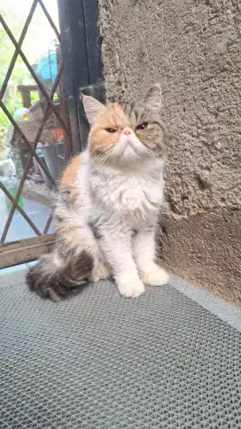 Peaknose Calico Delute