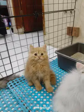 Kucing oyen kitten