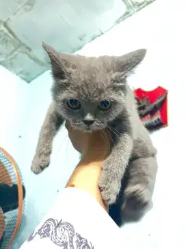 Kitten British Short Hair (Bsh)