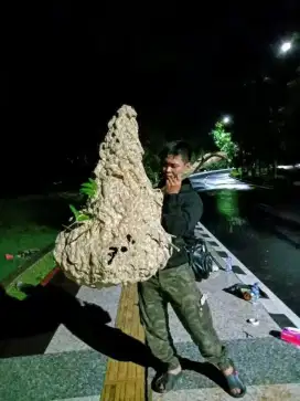 Jasa pembuangan sarang tawon