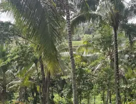 Dijual tanah kebun view sawah dengan suasana sejuk