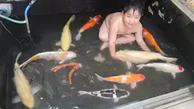 koi jumbo sultan