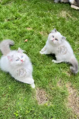 Kitten Ragdoll Lynx Jantan