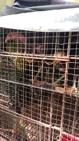 AyamBangkokPakhoy